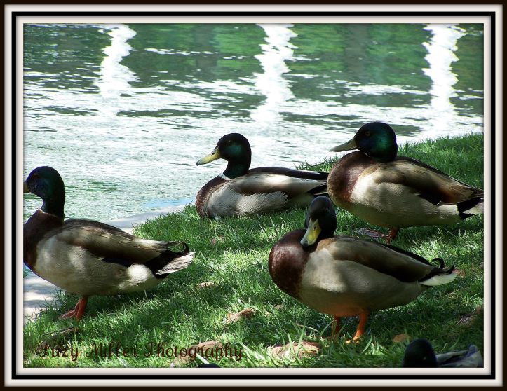 ducks-by-water.jpg