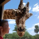 Giraffe_Feeding_7