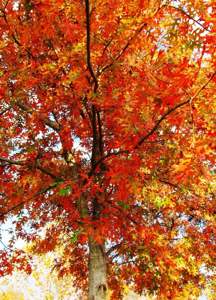 beautiful-fall-foliage-20111.jpg