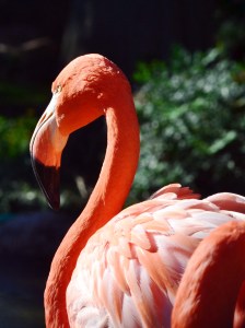 Flamingo by: Eddie Miller of "Snaps Photography"
