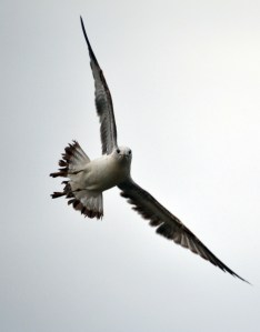 Seagull