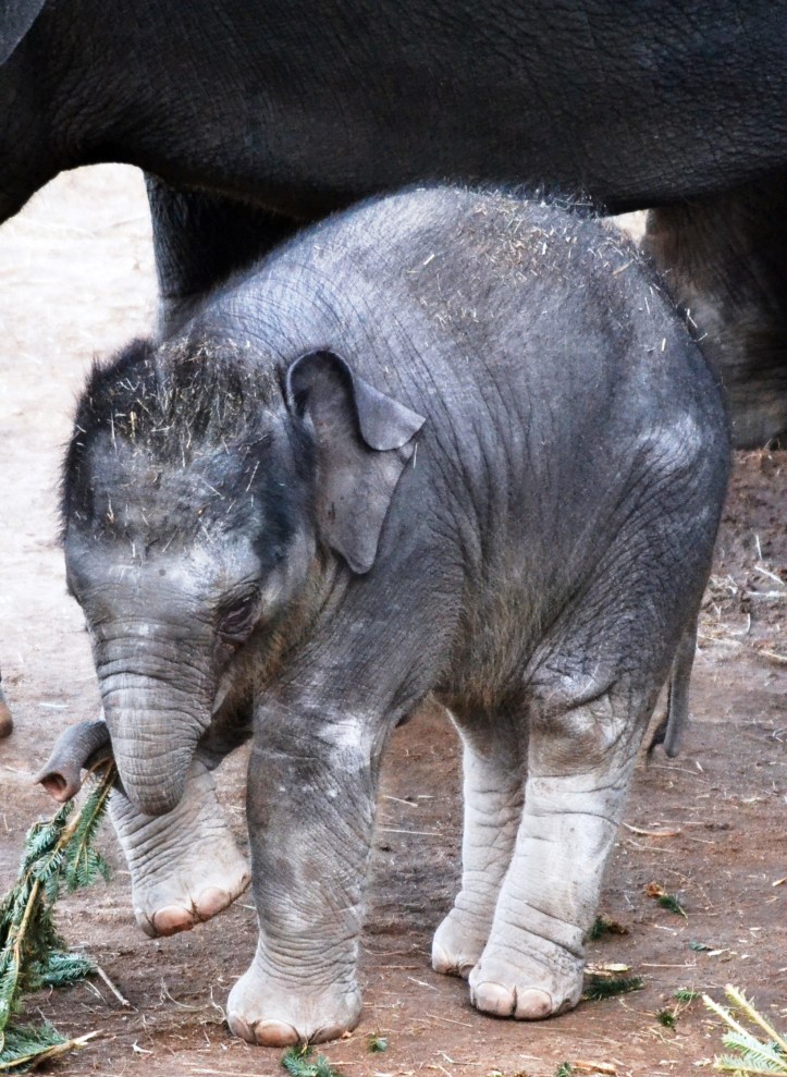 Baby Achara