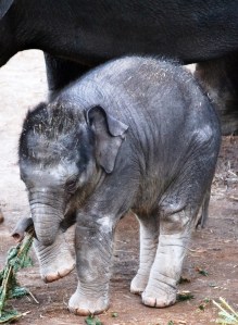 Baby Achara click Image To Enlarge