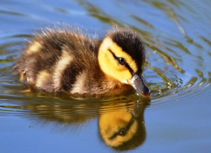 Baby Duck 2