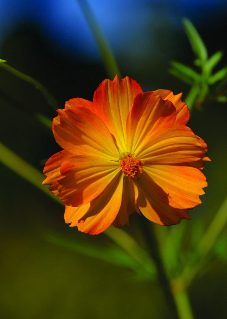 Flower of the day[828997].jpg