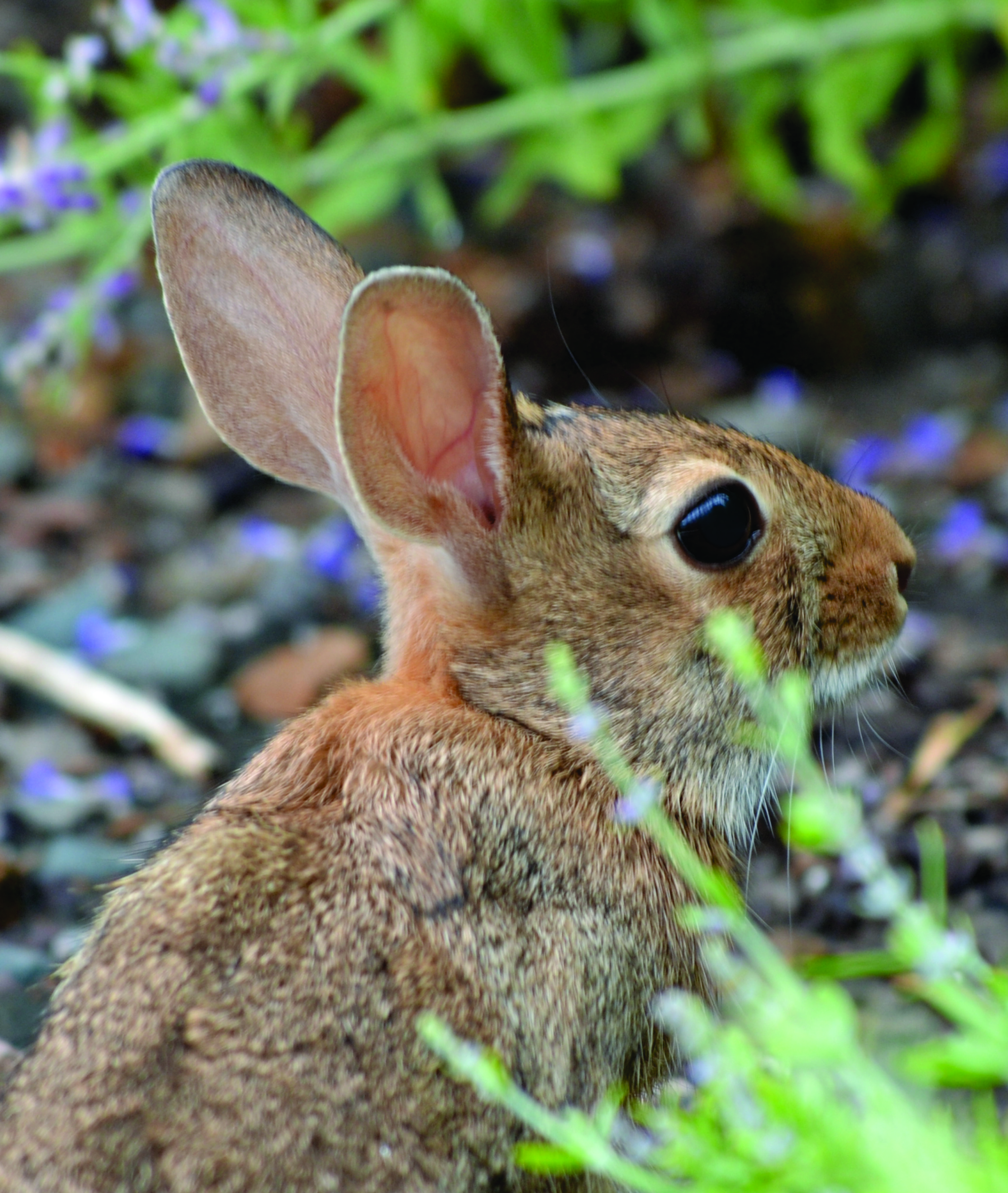Mr. Rabbit – Oklahoma Blogger